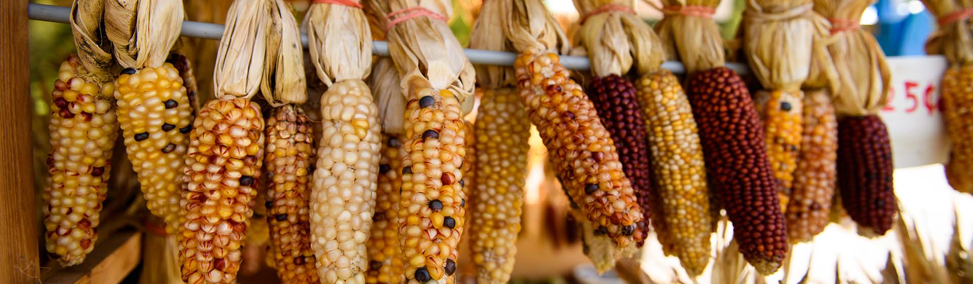 a bunch of corn on the cob hanging from a pole .