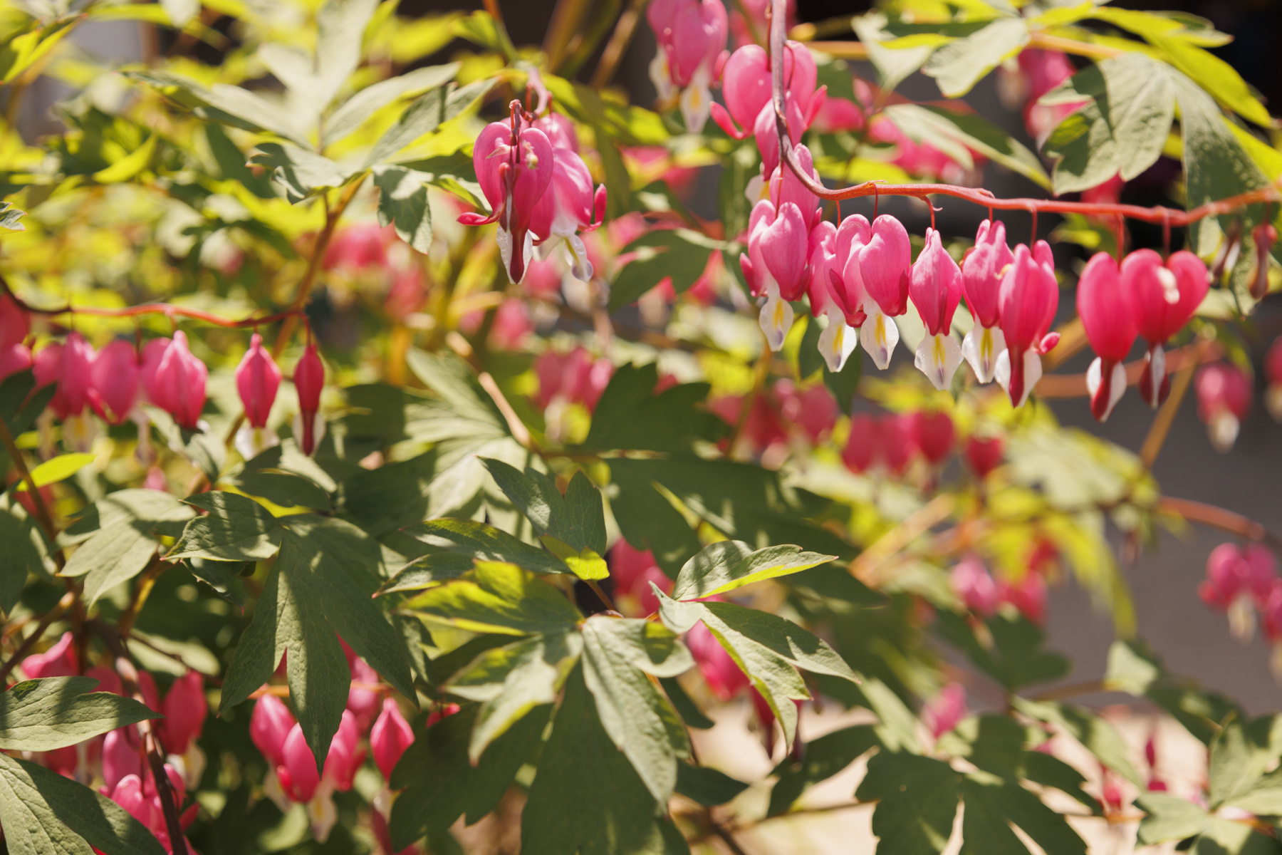 a bush with bleeding heart shaped flowers and green leaves